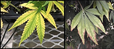 Figure 3. Magnesium deficiency symptoms in their early stages (left) and late stages (right) of development.