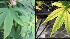 LEFT: This six-week-old Cannabis sativa ‘BaOx’ plant received 0.0 ppm K fertility. RIGHT: Magnesium deficiency symptoms in their early stages.