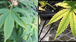 LEFT: This six-week-old Cannabis sativa ‘BaOx’ plant received 0.0 ppm K fertility. RIGHT: Magnesium deficiency symptoms in their early stages.