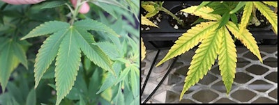 LEFT: This six-week-old Cannabis sativa ‘BaOx’ plant received 0.0 ppm K fertility. RIGHT: Magnesium deficiency symptoms in their early stages.