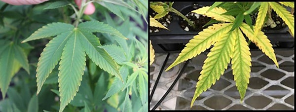 LEFT: This six-week-old Cannabis sativa ‘BaOx’ plant received 0.0 ppm K fertility. RIGHT: Magnesium deficiency symptoms in their early stages.