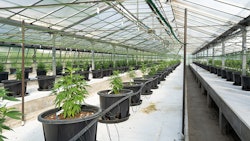 Crystalweed Cannabis Sv1fw Y Ip4l E Unsplash