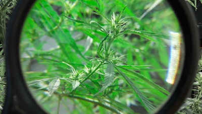 Hemp Magnified