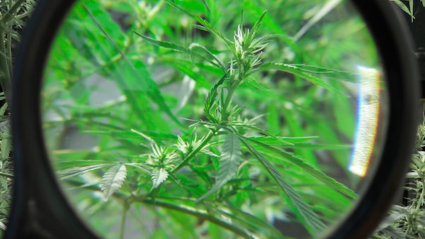 Hemp Magnified