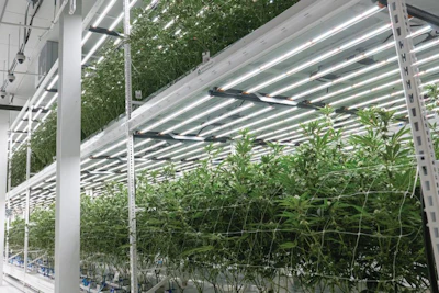 The ability to dim zones and fixtures, instead of raising and lowering lights, has been a major LED benefit for Bostica.