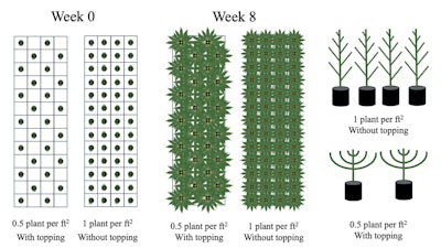 Growers can achieve a similar photon capture and yield per area with fewer plants and strategic canopy management. Topping reduces plant height, promotes branching, and increases photon capture.