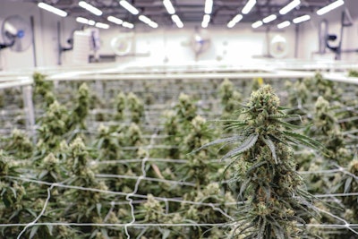 For the past year, one of Grow Ohio’s flower rooms has been dedicated to LED lighting trials.