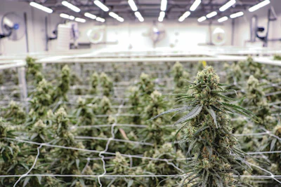 For the past year, one of Grow Ohio’s flower rooms has been dedicated to LED lighting trials.