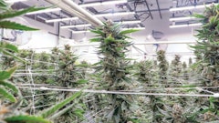 Benefits related to environmental conditions, plant health and energy costs spurred Grow Ohio to explore LEDs.