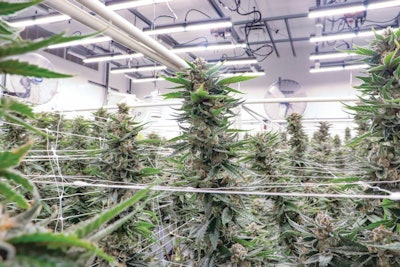 Benefits related to environmental conditions, plant health and energy costs spurred Grow Ohio to explore LEDs.
