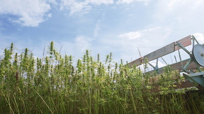 Hemp Harvest