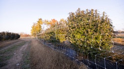 Lume Farms near West Branch allows Lume Cannabis Co. to grow large cannabis plants – fed by the sun and Michigan rainwater – and harvest them once a year.