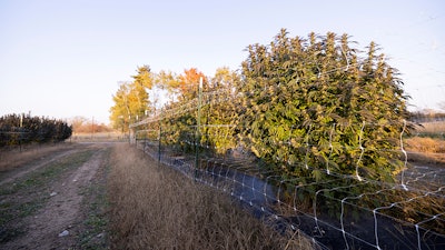 Lume Farms near West Branch allows Lume Cannabis Co. to grow large cannabis plants – fed by the sun and Michigan rainwater – and harvest them once a year.