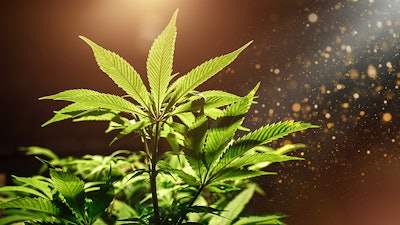 Mj Plant Shining