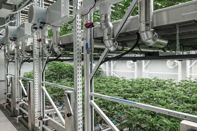 Peninsula Gardens opted for a two-tier system for veg, where it runs between 1,000 and 1,800 plants at a time.