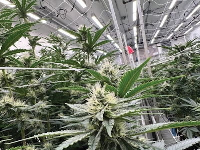 Shango Cannabis trialed more than 20 different LEDs before settling on the manufacturer and products that best fit the unique needs of their grow rooms and goals.