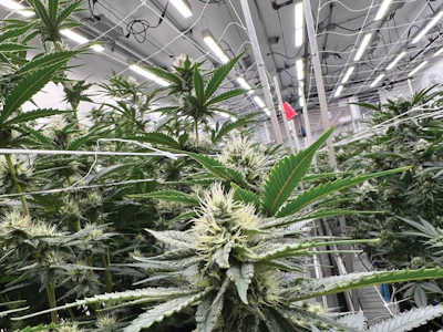 Shango Cannabis trialed more than 20 different LEDs before settling on the manufacturer and products that best fit the unique needs of their grow rooms and goals.