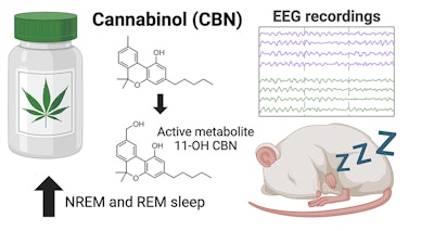 Cannabinol Sleep Rats Illustration University Of Sydney 2024
