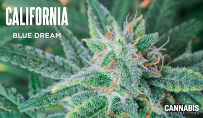 Blue Dream Cannabis Flower