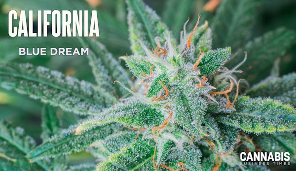 Blue Dream Cannabis Flower