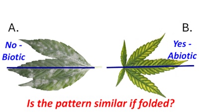 Fig. 2: When determining the pattern on a leaf, imagining a line down the center of the leaflet and determining if it is symmetrical is a helpful tool in determining if the problem is biotic (nonsymmetrical, such as with powdery mildew as seen on the A side) or abiotic (symmetrical, as with magnesium deficiency on the B side).