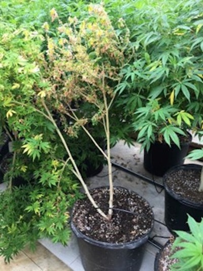 Fig. 3: When single plants or clustered plants are exhibiting problems, this points to biotic problems occurring such as Pythium root rot (shown here) or insects.