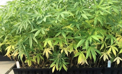 Fig. 4: If an entire greenhouse or flat is exhibiting similar problems, this points to abiotic disorders such as low fertility (shown above), or physiological problems.
