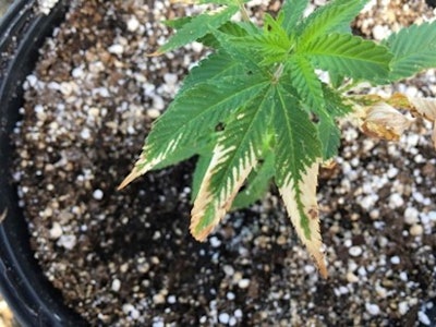 Fig. 5: Rapid development of visual symptoms (within 48-72 hours) directs your attention to abiotic problems such as chemical phytotoxicity (shown above), or water stress.
