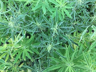 Fig. 6: When visual symptoms take longer to manifest or intensify over time, you can start to shift your attention to insect damage (above), pathogens, or nutrient deficiencies.