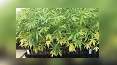 Cultivation Matters Jan 2025 Top Story Image