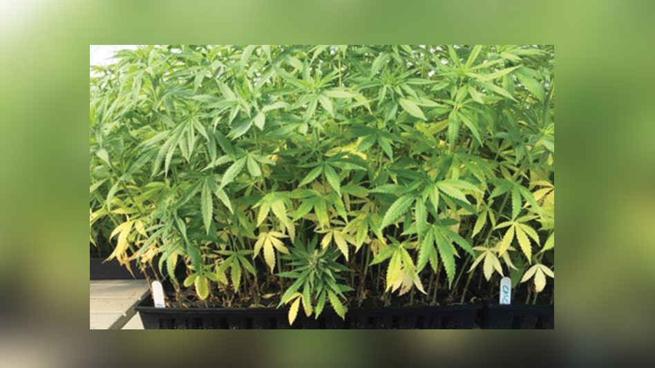 photo of 3 Questions to Ask When Diagnosing Cannabis Plant Health Issues image