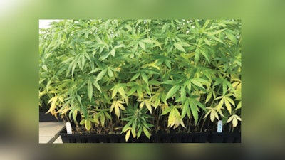 Cultivation Matters Jan 2025 Top Story Image