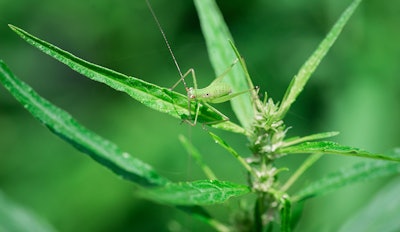 Grasshopper Mj