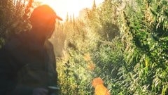 Hemp Farm Bill Extend