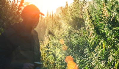 Hemp Farm Bill Extend