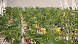 Seed-to-sale system tracking tags on cannabis plants in Ohio's regulated marketplace.