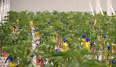 Seed-to-sale system tracking tags on cannabis plants in Ohio's regulated marketplace.