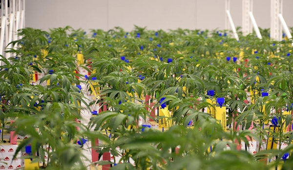 Seed-to-sale system tracking tags on cannabis plants in Ohio's regulated marketplace.