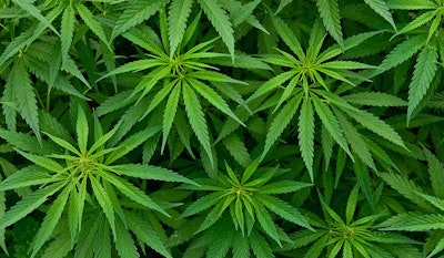 Mj Plants