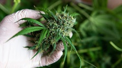 Mmj Glove