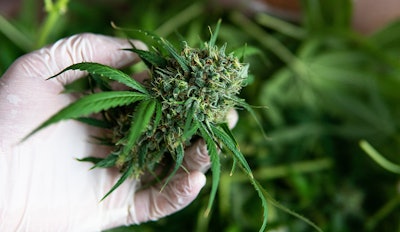 Mmj Glove