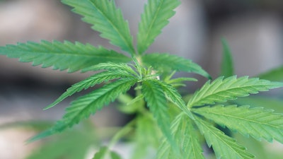 Marijuana Leaves
