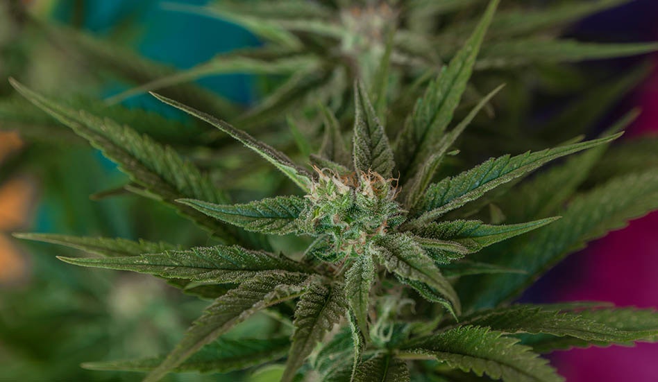 photo of Nebraska Medical Cannabis Legalization Measures Face Another Lawsuit image