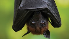 Bat Image Top Story