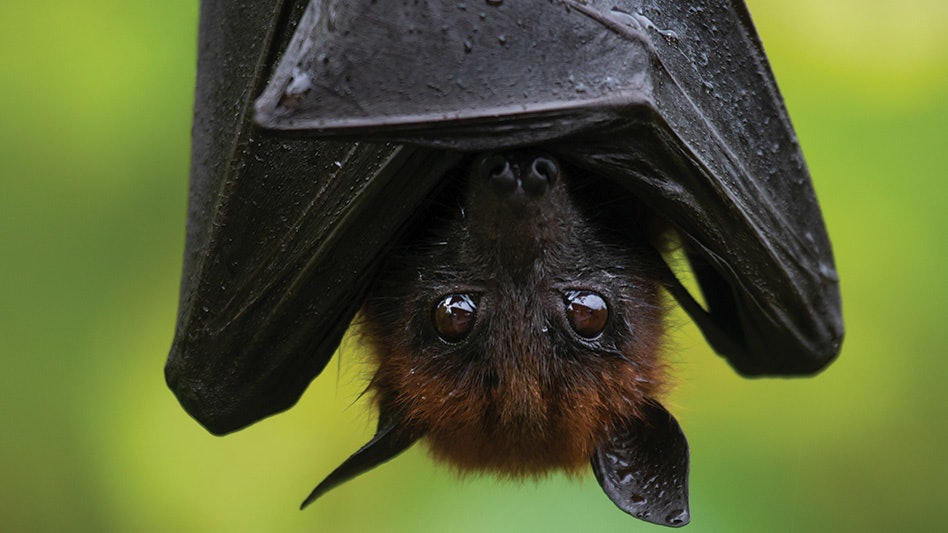 photo of 2 Men Dead After Using Bat Poop to Grow Cannabis image