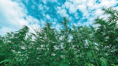 Hemp Field For Farm Bill Top Story