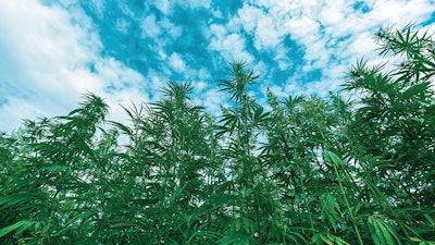 Hemp Field For Farm Bill Top Story