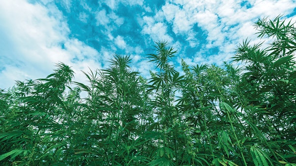 Hemp Field For Farm Bill Top Story
