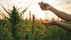 Hemp Seeds And Field
