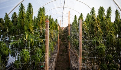 Hoop House 301655235